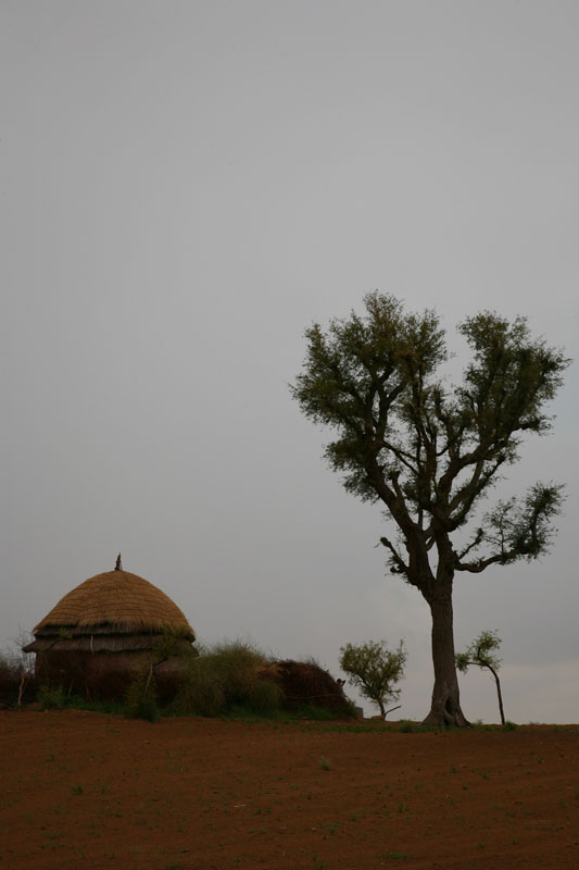 La Forêt des 29 - Le Monde de Djambo - Photo 6